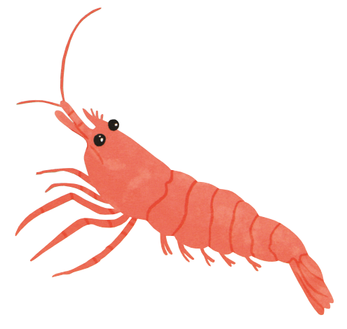 EDC Publishing - Vente Livre pour enfants de maternelle (de 3 à 5 ans) - Shine-A-Light : Les secrets du bord de mer5