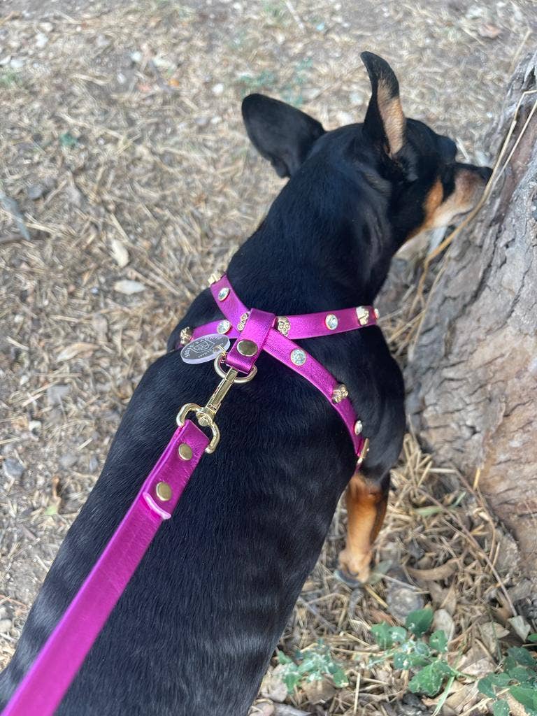 Dandy’s Store - Wholesale Pet Harness - Dog - Dog Harness Set | Genuine Tuscan Leather| Dandy's Store3