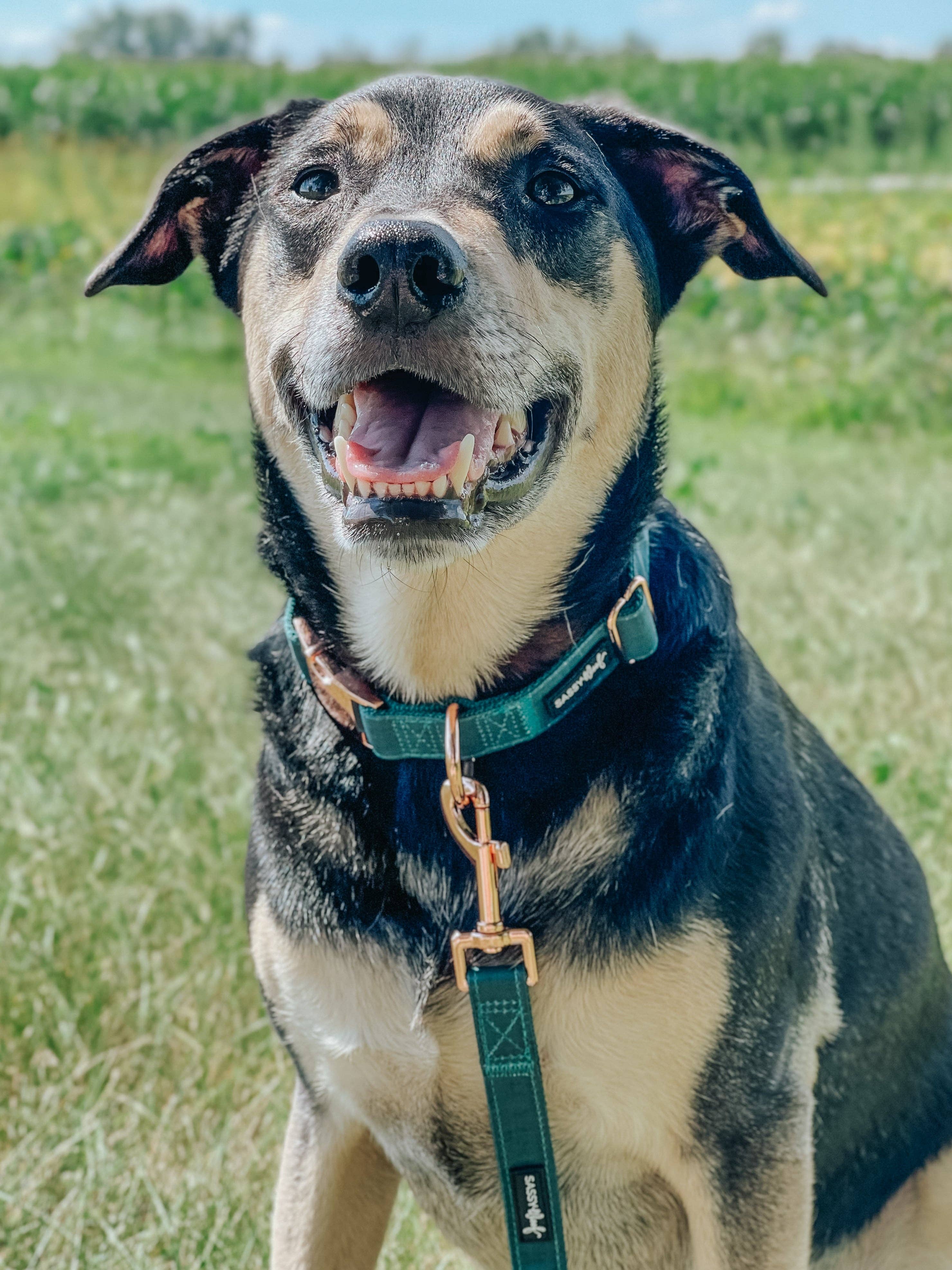 SASSY WOOF - Wholesale Pet Collar - Dog - Dog Collar - Forest5