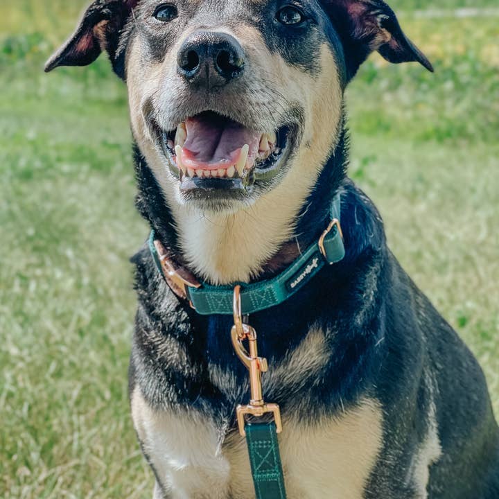 SASSY WOOF - Wholesale Pet Collar - Dog - Dog Collar - Forest5