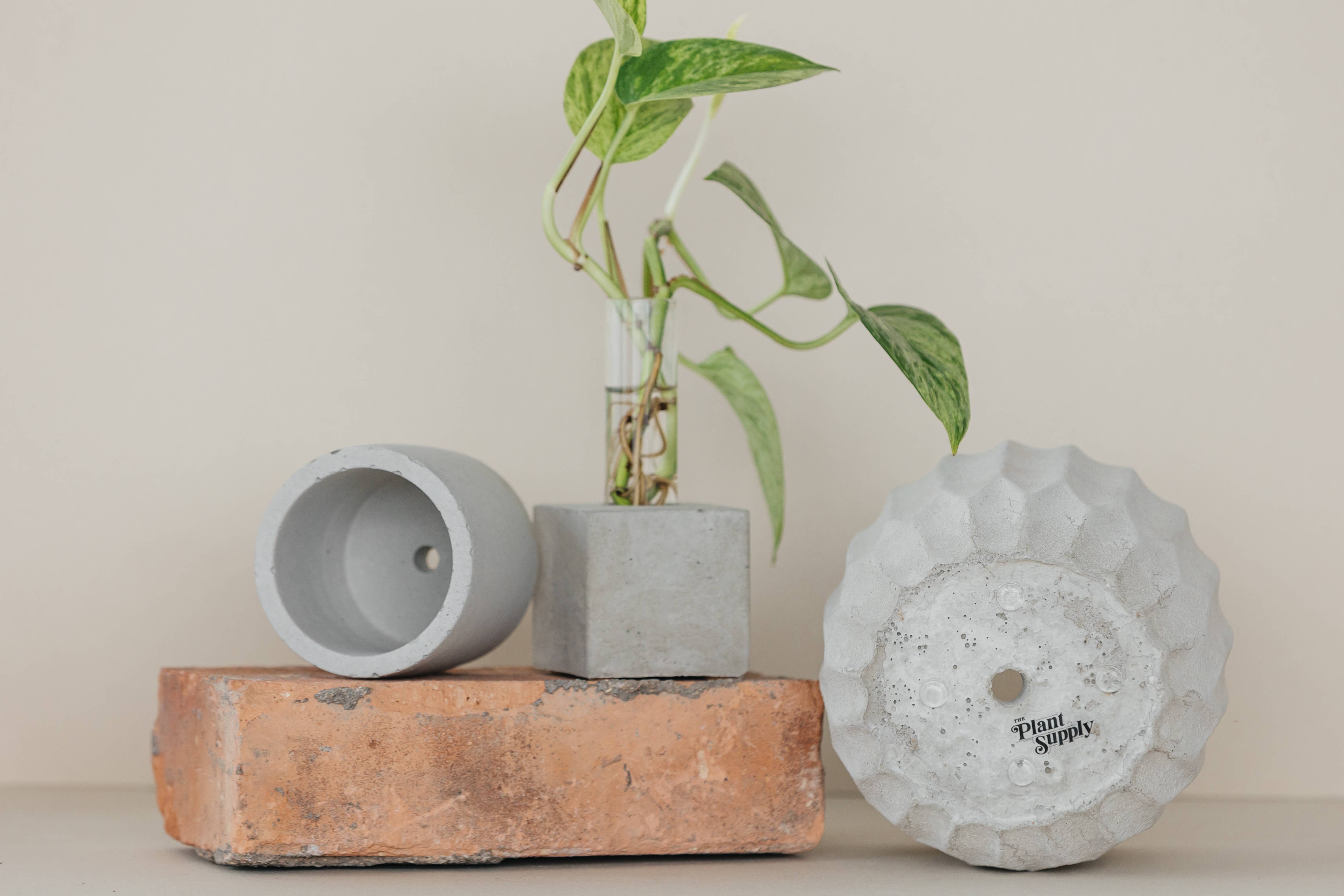 The Plant Supply - Wholesale Vase - Propagation Vase | Cutting Holder and Propagation Station3