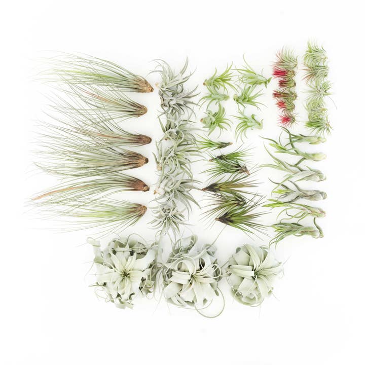 Air Plant Shop - Wholesale Live Plant - The Best Seller Tillandsia Air Plant Pack - 48 Plants