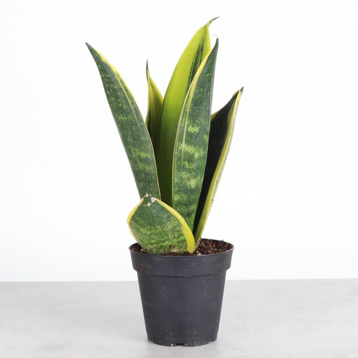 Thorsen's Greenhouse - Wholesale Live Plant - Snake 'Golden Flame' - 4" Live Plant