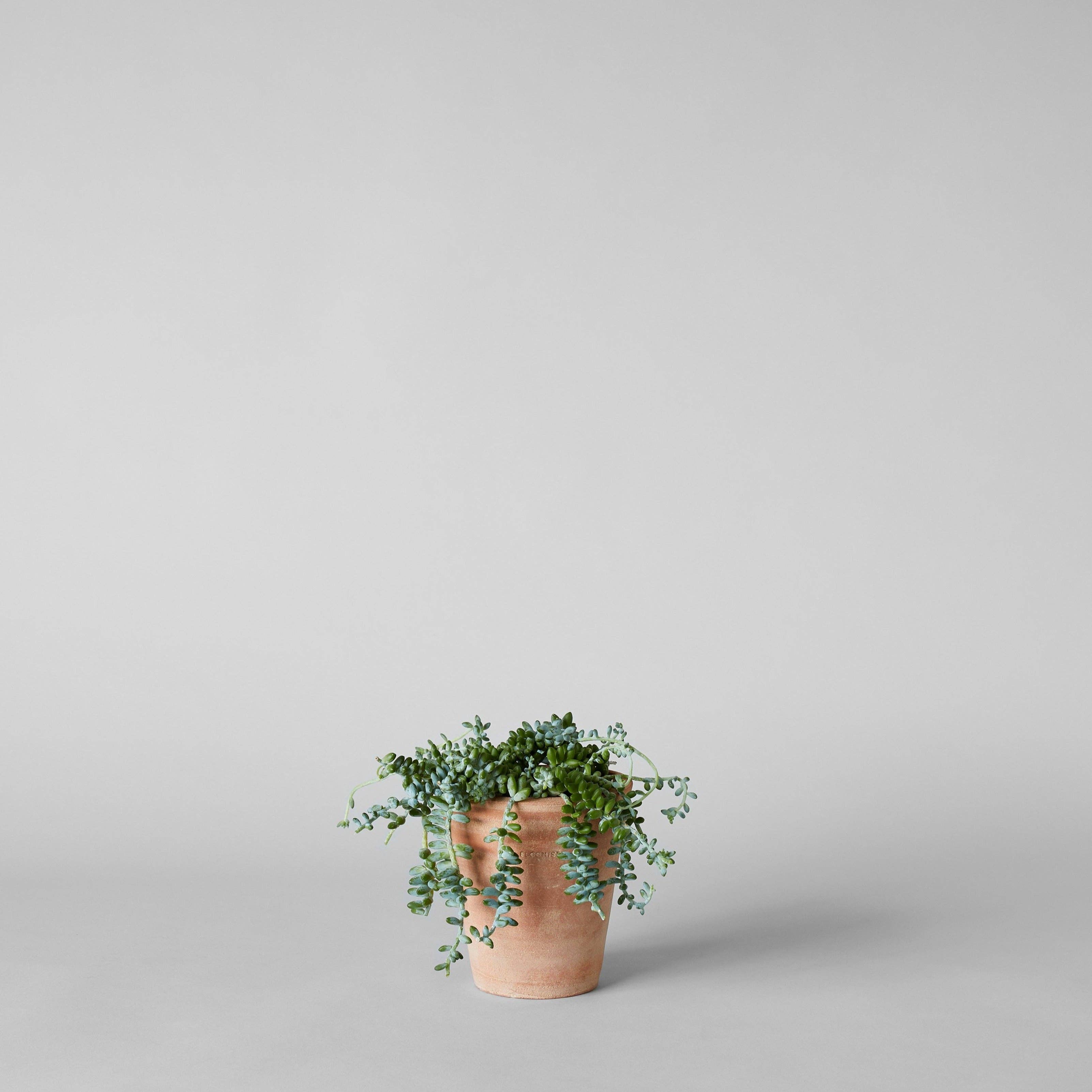 Bloomist – wholesale Plant pot – Studio Planter, Whitewash12