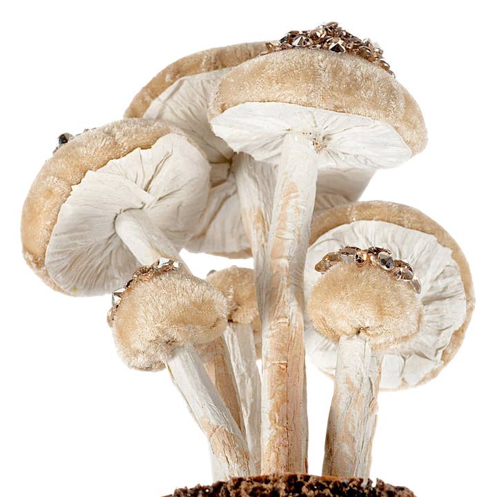 STP - Wholesale Christmas Decoration - 7.9" Сhampagne Mushrooms Christmas Decoration2