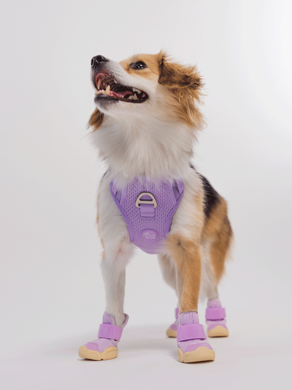 RIFRUF - Vente Bottines – chien - César 15