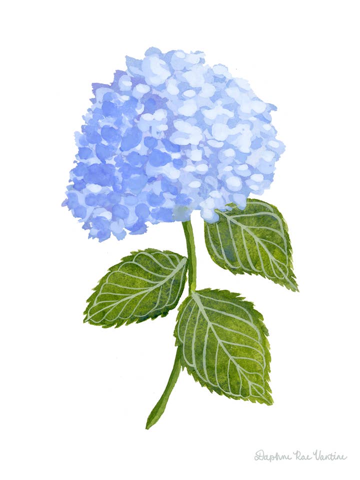 Blue Hydrangea Botanical Art Print, Summer Floral Wall Decor for wholesale by Daphne Rae Creative