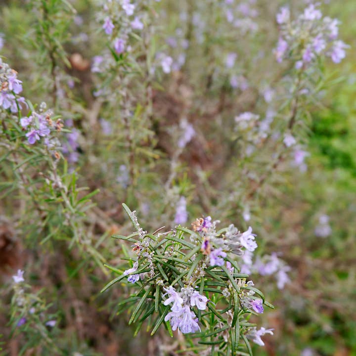 Essences Naturelles Corses - Wholesale Face & Body Mist/Water - Rosemary floral water with verbenone - Aromatherapy - 100ml1