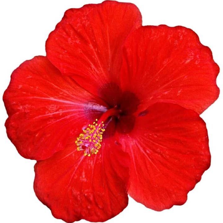 Arômes & Évasions - Wholesale Essential Oil - Essential Oil -Hibiscus (Hibiscus Rosa-Sinensis L.)
