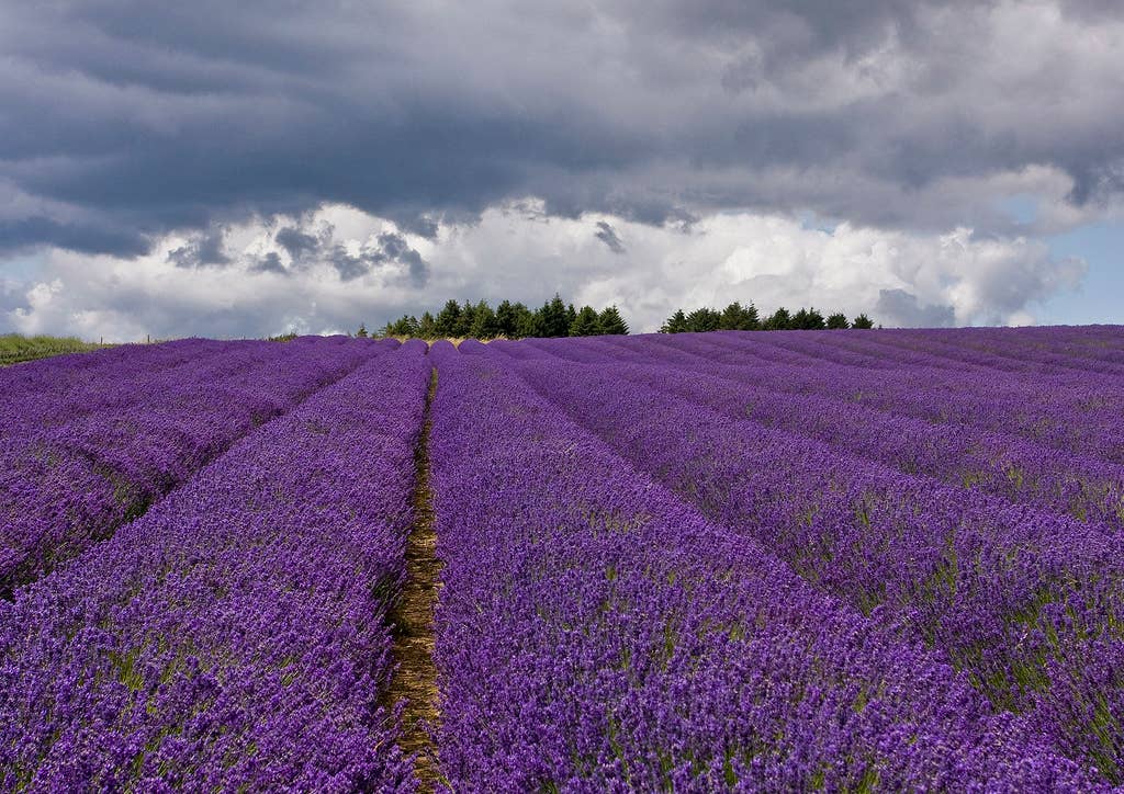 The Herbologist Shop - Wholesale Health/Detox Tea - Grief Relief Tea Loose Leaf Organic 2oz6