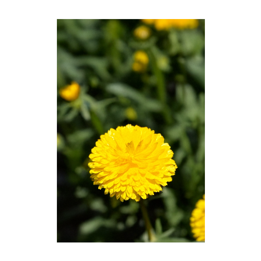 Chive Canada - Wholesale Plant Seeds - 2026 Billy Buttons Flower Seeds Packet3