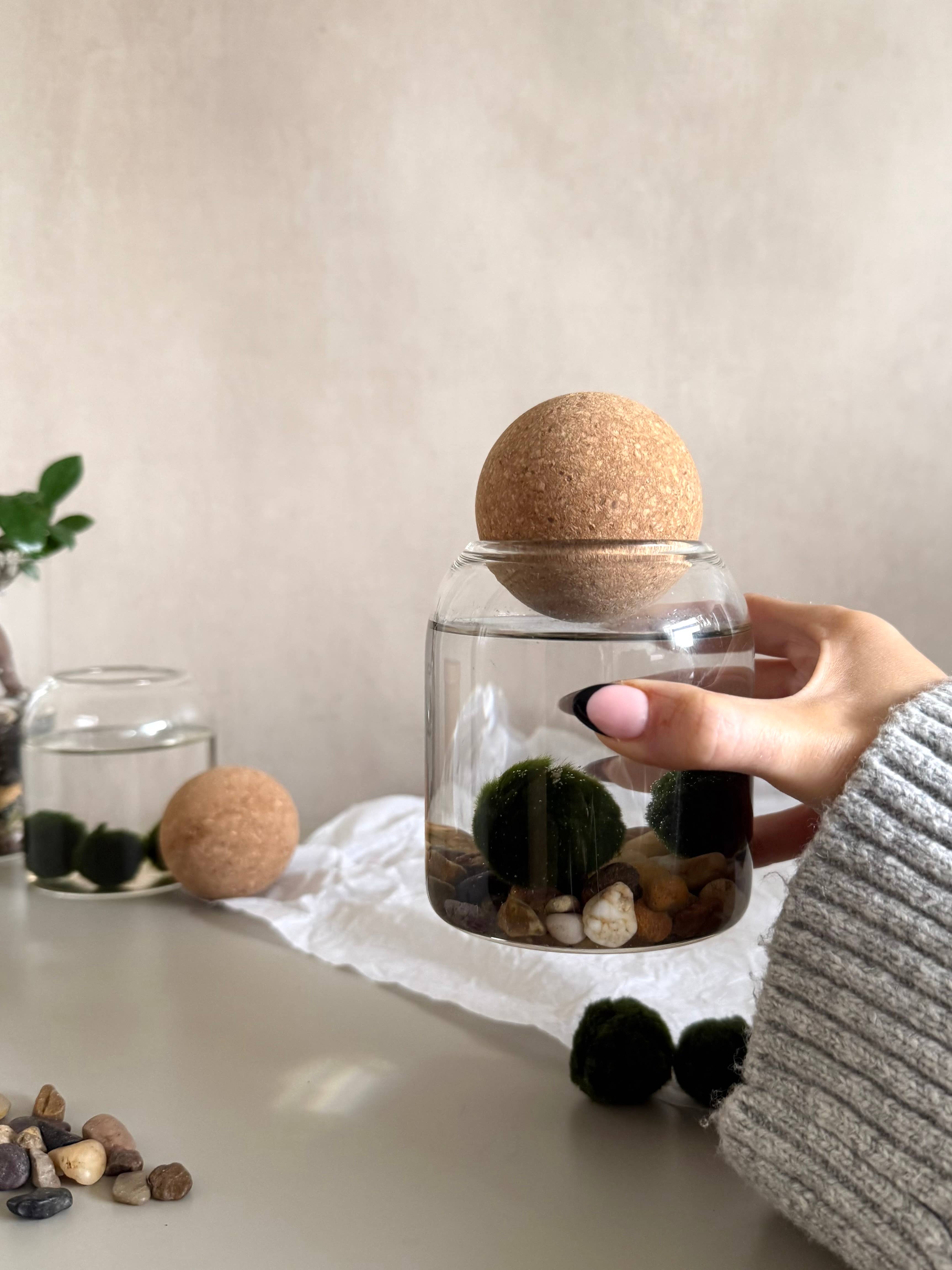 The Soil Pot – wholesale Live plant – Marimo Moss Ball Jar3