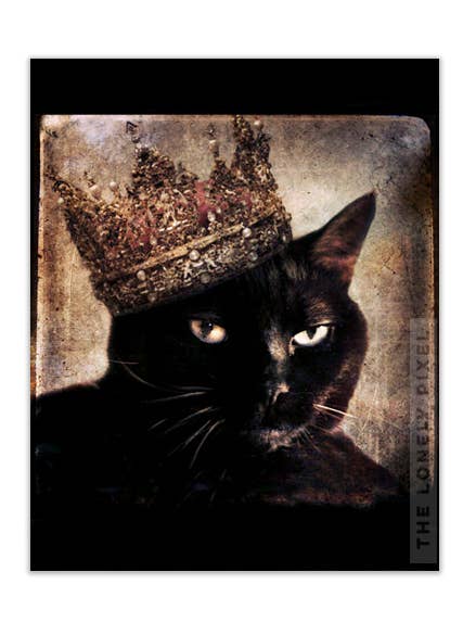 Queen Cora - Black Cat 8x10 Photography Print for wholesale by The Lonely Pixel