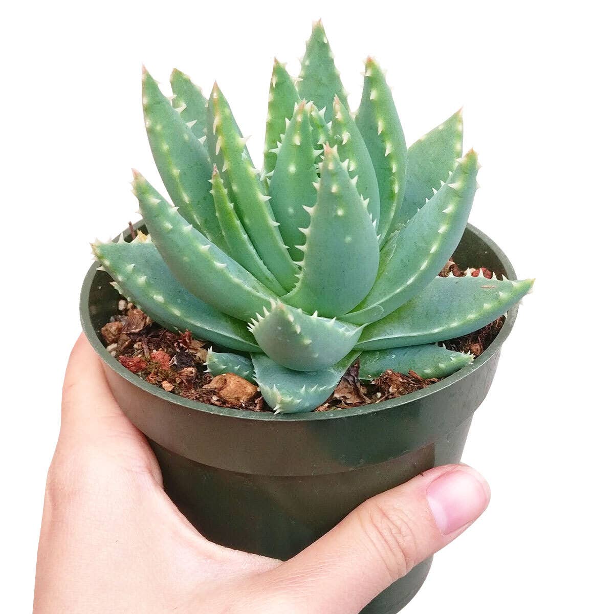 Best Plant Friend - Wholesale Succulent - Aloe Brevifolia Short-Leaved 2in/4in - Live Succulent3