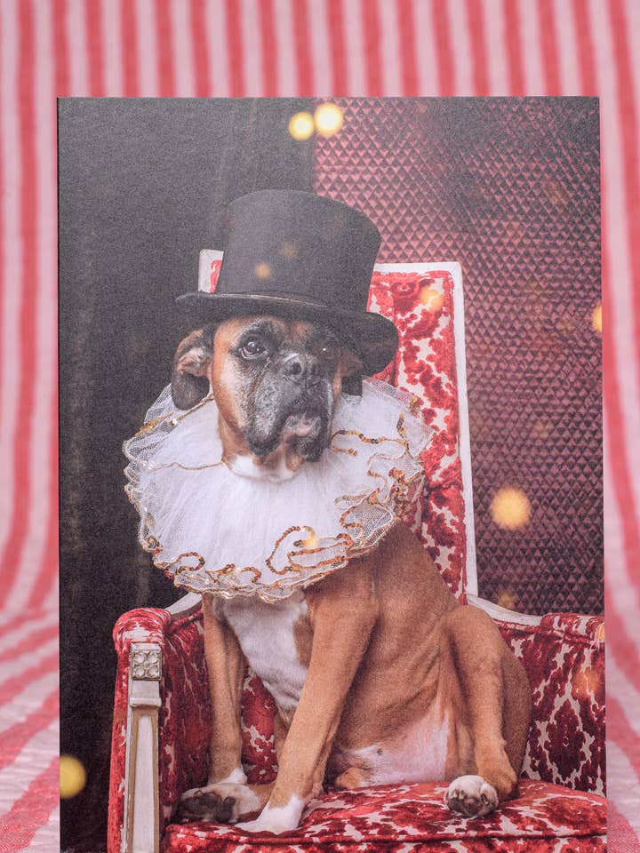 Everyday Greeting Card Circus Boxer Dog Magical Photography for wholesale by The Velvet Big Top