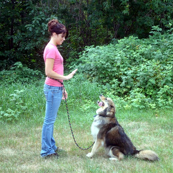 SOFT LINES - Vente Laisse – chien - Laisses pour chiens mains libres pour le jogging et l'entraînement1