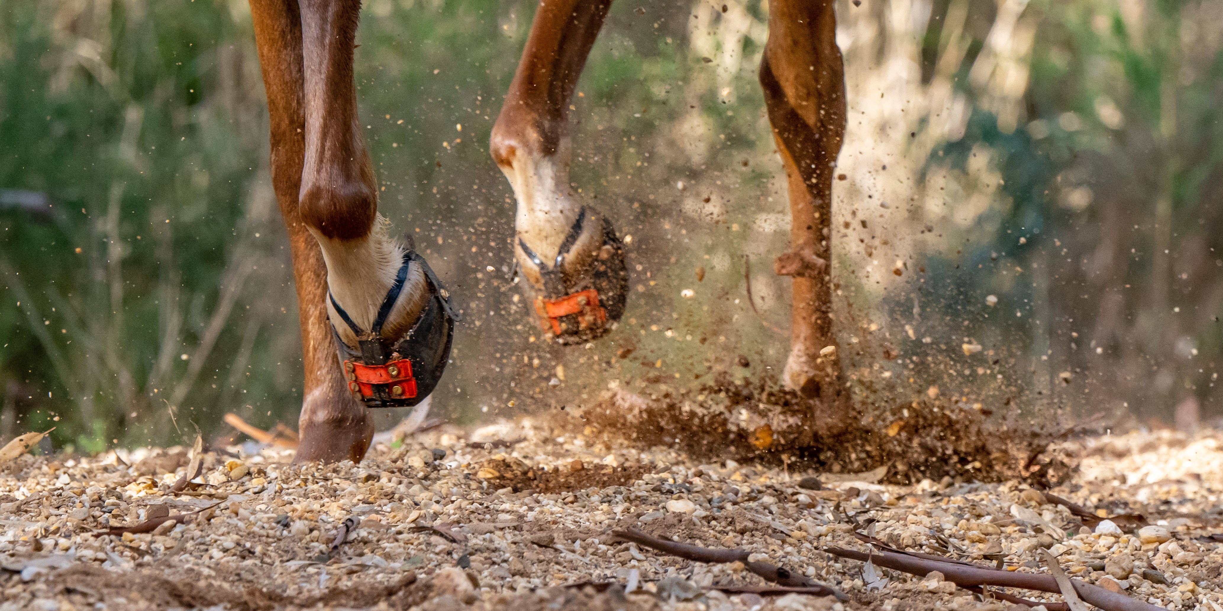 Intrepid International - Wholesale Horseback Riding Gear - Scoot Boot Enduro Hoof Boots - Black1