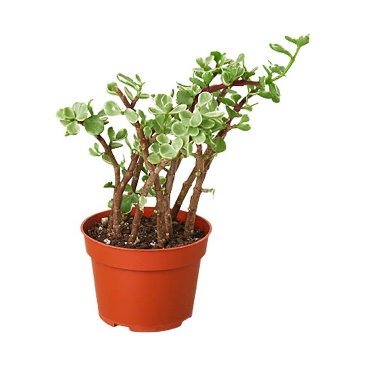 Succulent 'Rainbow Elephant Bush' for wholesale by House Plant Wholesale