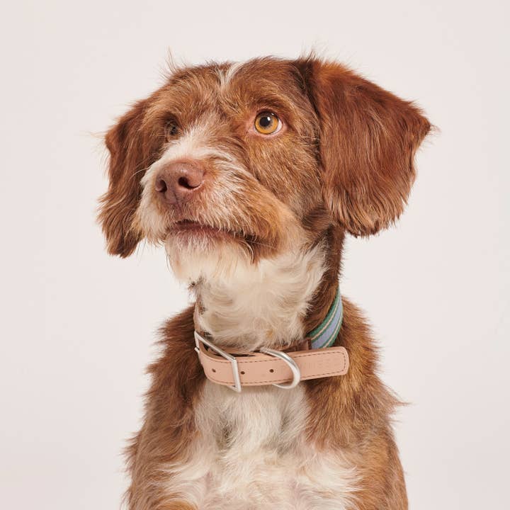 Pawness - Wholesale Pet Collar - Dog - Dog Collar Trix3