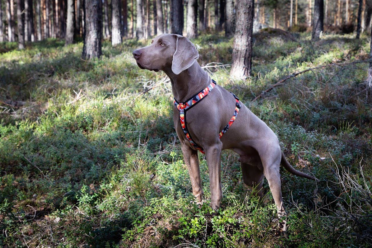 FINNERO – Arnês – Cão por atacado – FINNERO CAMOCOLOR peitoral Y ajustável para cães, 3 cores7