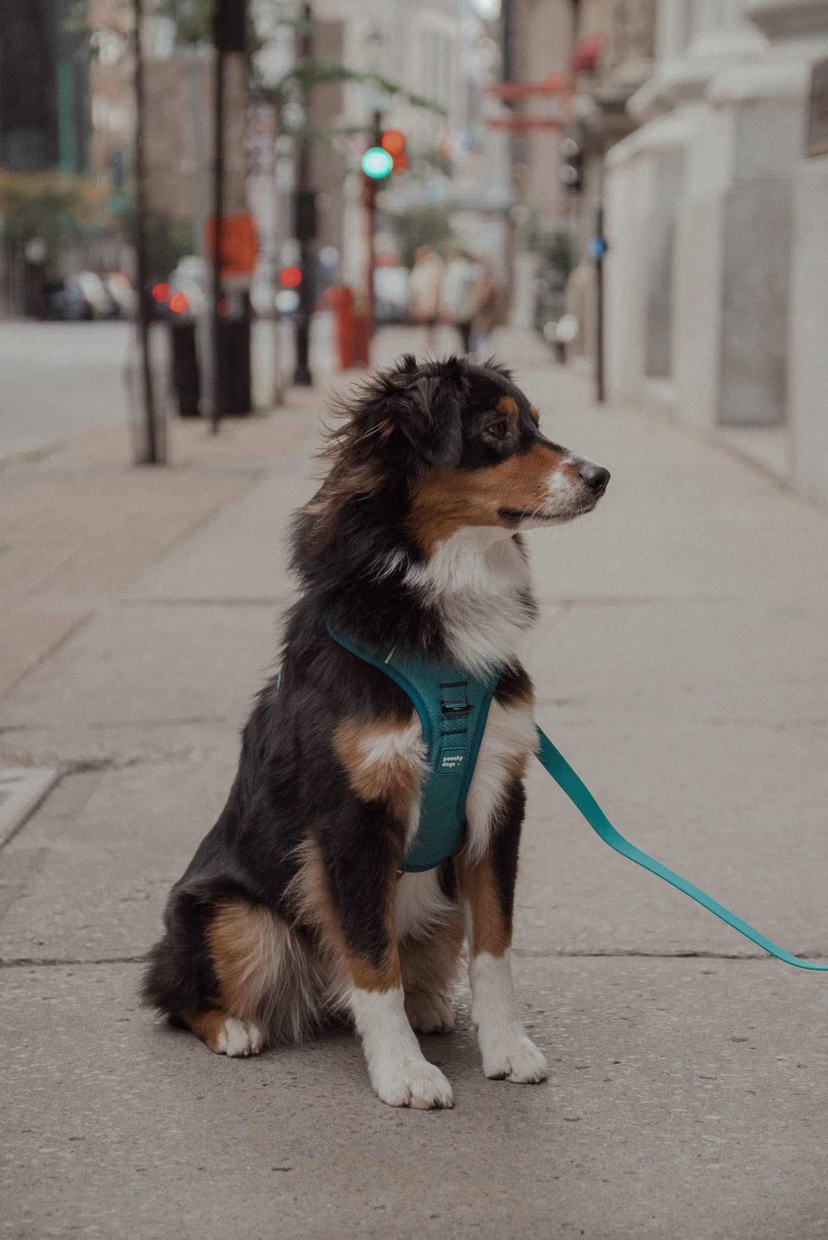 Peachy Dogs - Wholesale Pet Harness - Dog - Mojito Classic 2.0 Harness7