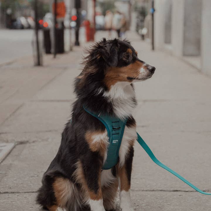 Peachy Dogs - Wholesale Pet Harness - Dog - Mojito Classic 2.0 Harness7