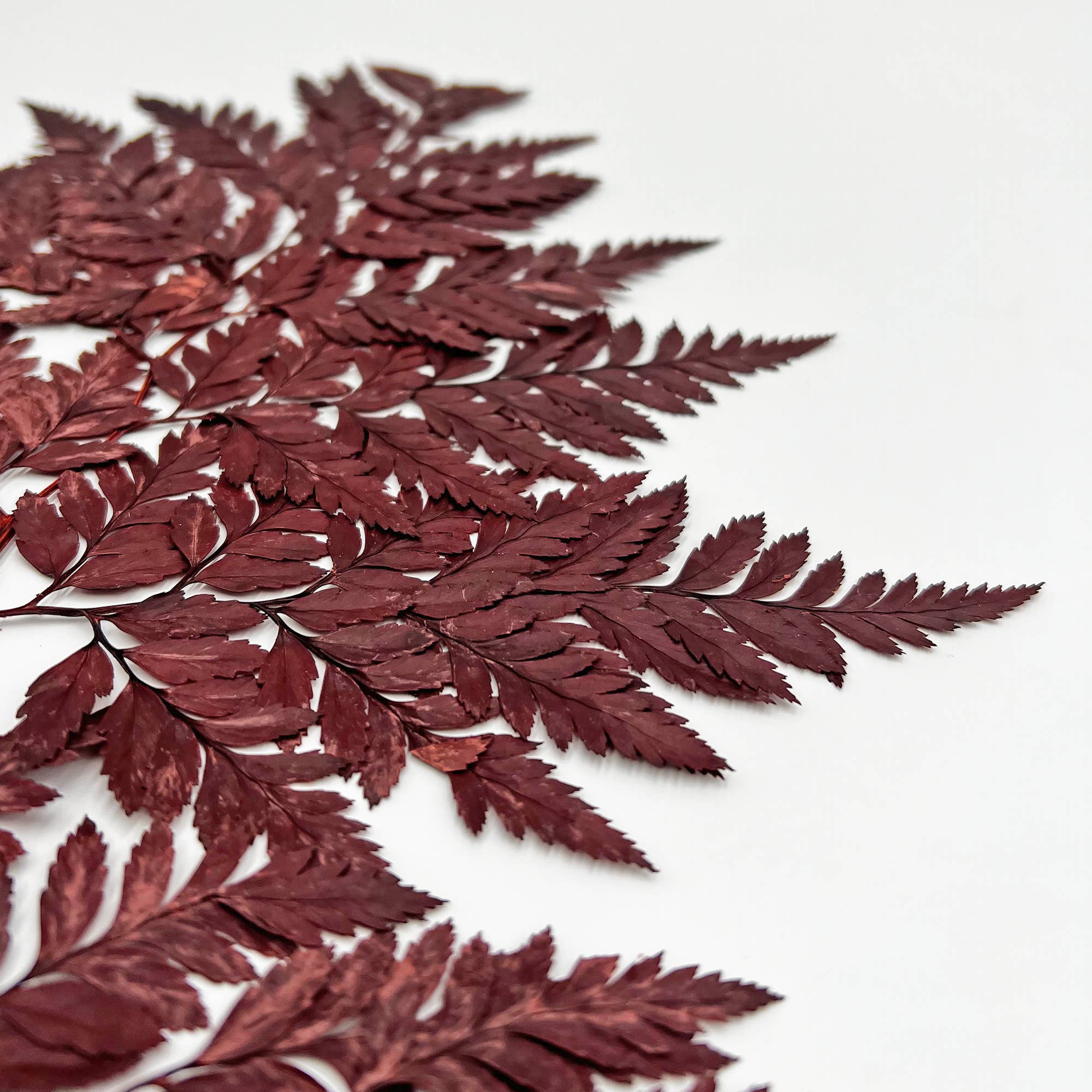 2626 Designs - Vente Fleur séchée/pressée - Fougère Davallia Mariesii séchée et préservée17