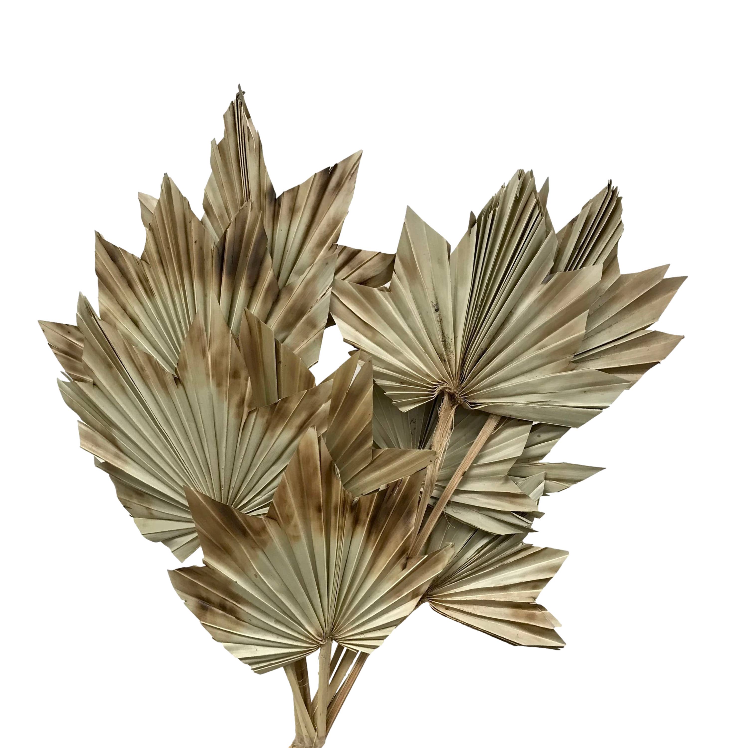 Wilco Home – Engroshandel Tørrede/pressede blomster – 10 tørrede naturlige palmeblade på stilk, bundt3