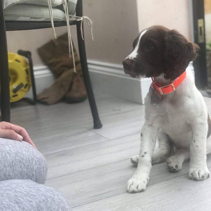 Pet Pooch Boutique - Wholesale Pet collar – Dog - Orange Biothane Dog Collar -Metal Fittings-Handmade1