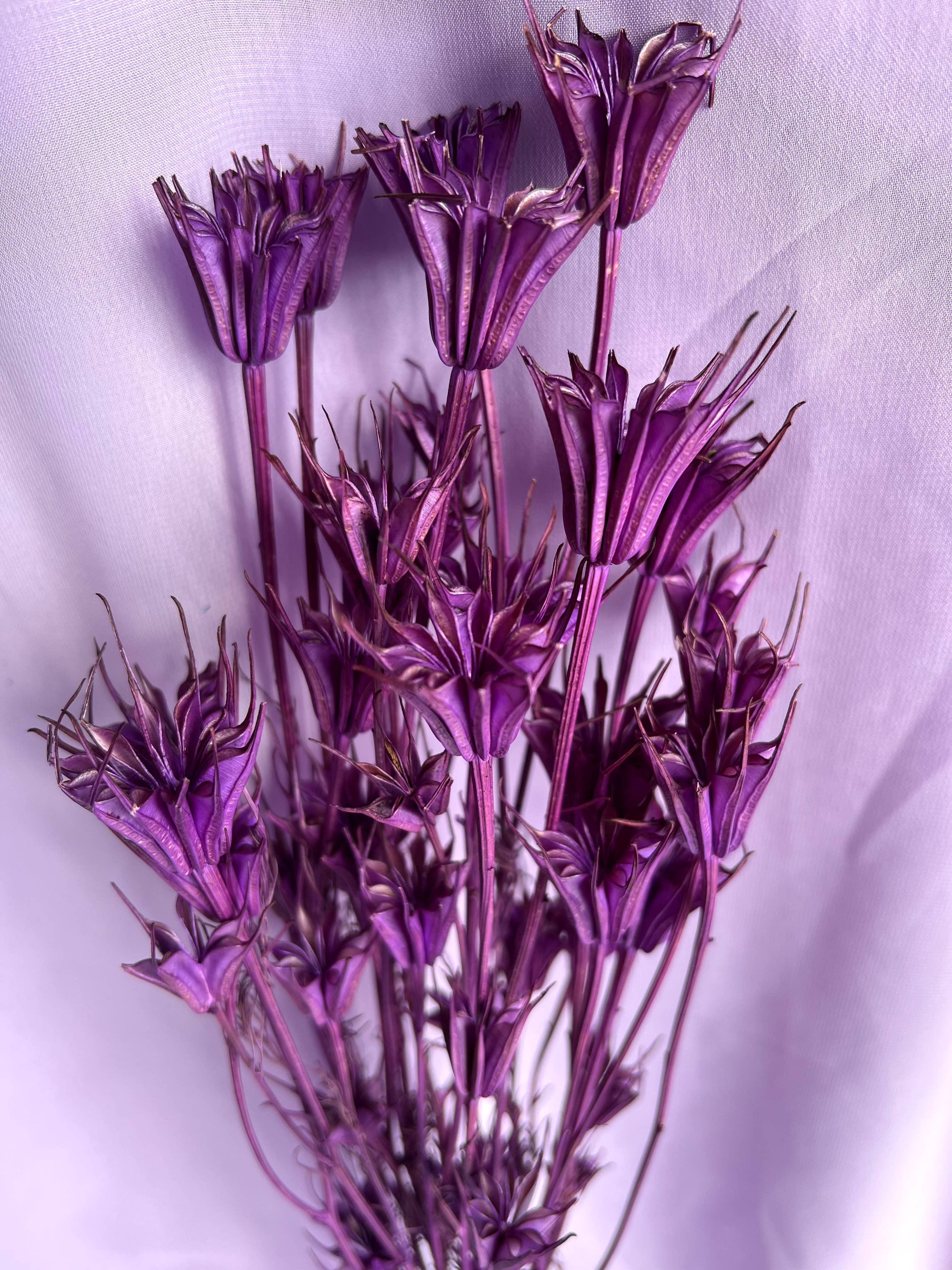 Saslittlevillage - Wholesale Dried/Pressed Flowers - Purple Nigella Orientalis - Purple2