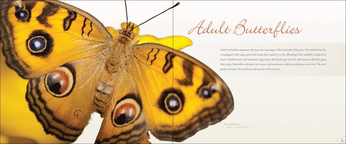 AdventureKEEN - Wholesale Nature & Outdoors Book - Vibrant Butterflies1