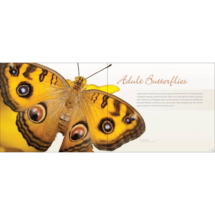 AdventureKEEN - Wholesale Nature & Outdoors Book - Vibrant Butterflies1