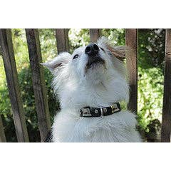 Alpen Schatz - Wholesale Pet Collar - Dog - 1" Small Traditional Swiss Dog Collar5