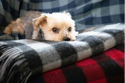 Thread Experiment - Wholesale Throw Blanket - 100% Fine Wool Buffalo Check Throw8