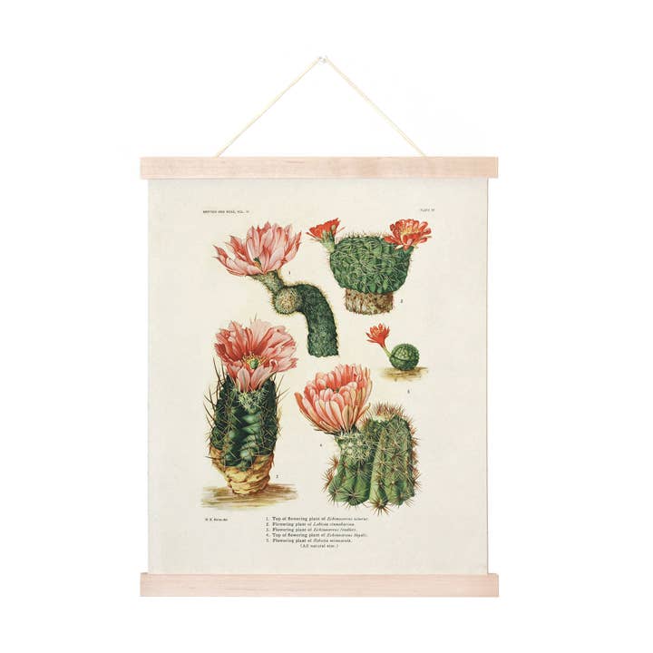 Vintage Botanical Cactus 4 Print w/ optional frame for wholesale by Curious Prints