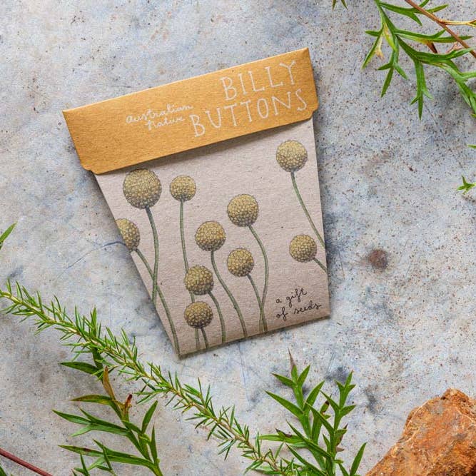Sow 'n Sow - Wholesale Plant Seeds - Billy Buttons Gift of Seeds (Australia Only)