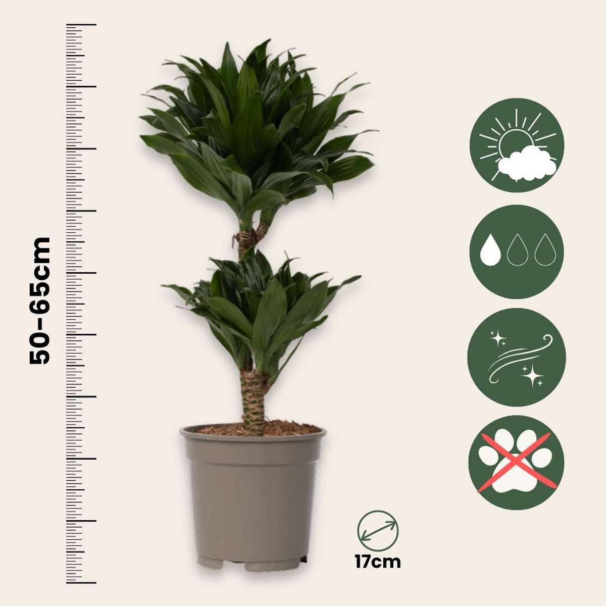 Oasis of Life - Wholesale Live Plant - Dracaena Dragon Tree – 2 Plants – Dracaena Surculosa – Height 50–65cm – Ø17cm – Tropical Houseplants with Dark Green Leaves – Easy Care & Air Purifying – For Living Room & Office3