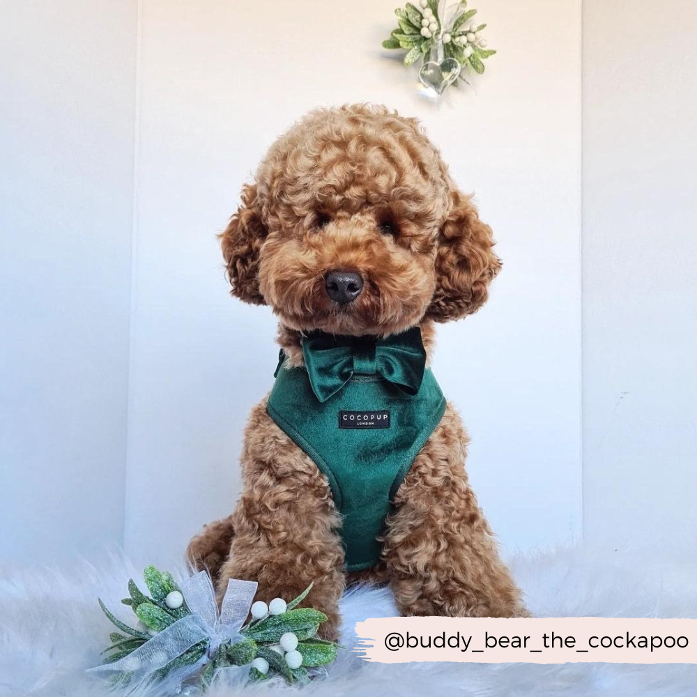 Cocopup London – wholesale Pet bow tie – Dog – LUXE Velvet Bow Tie - Forest Green4