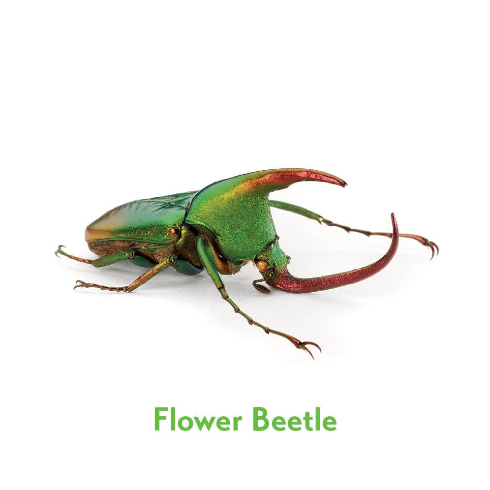 Pomegranate - Wholesale Brain Game - Kids - Christopher Marley’s Incredible Insects Memory Game2