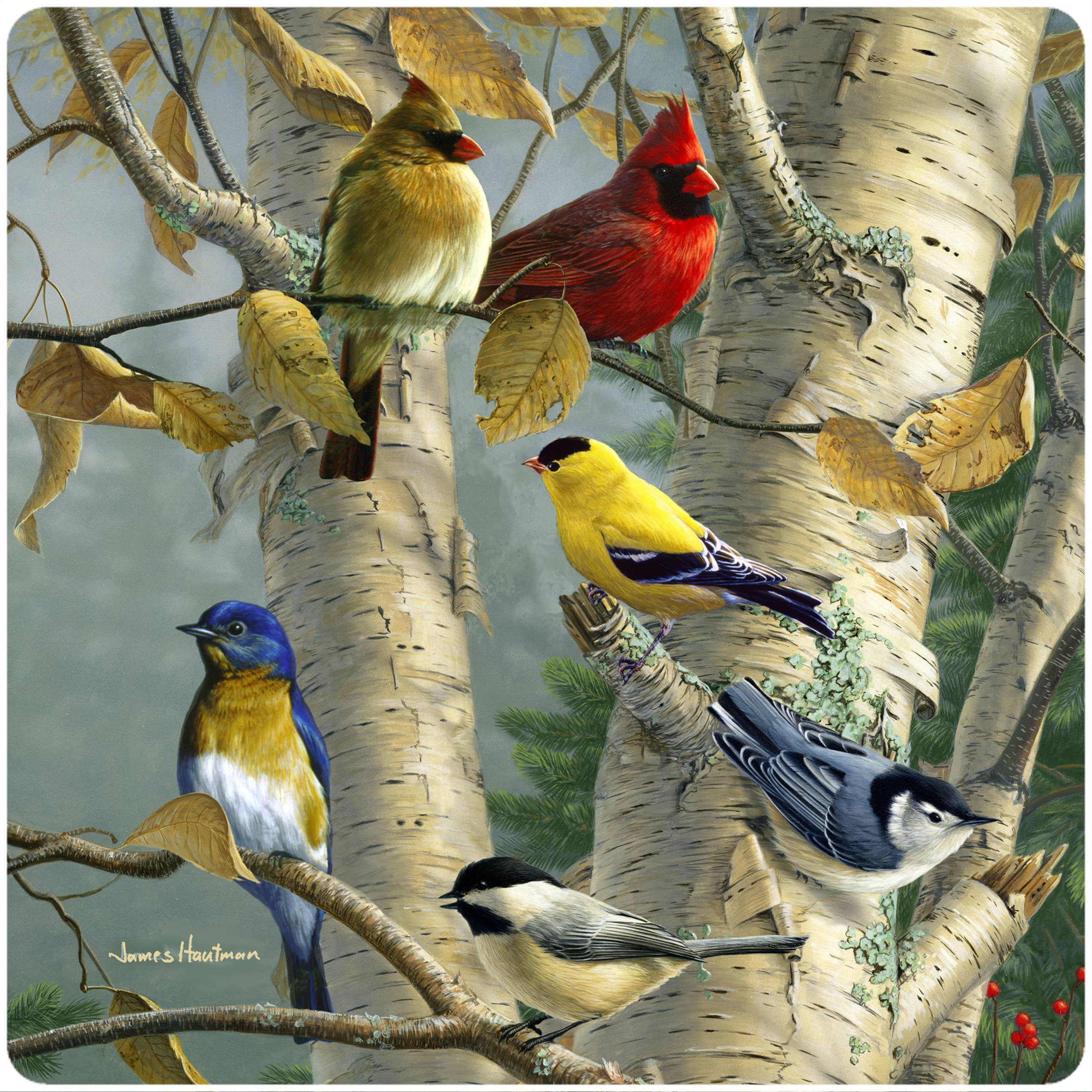 Andreas - Wholesale Jar Opener - HB Songbird Favorites2