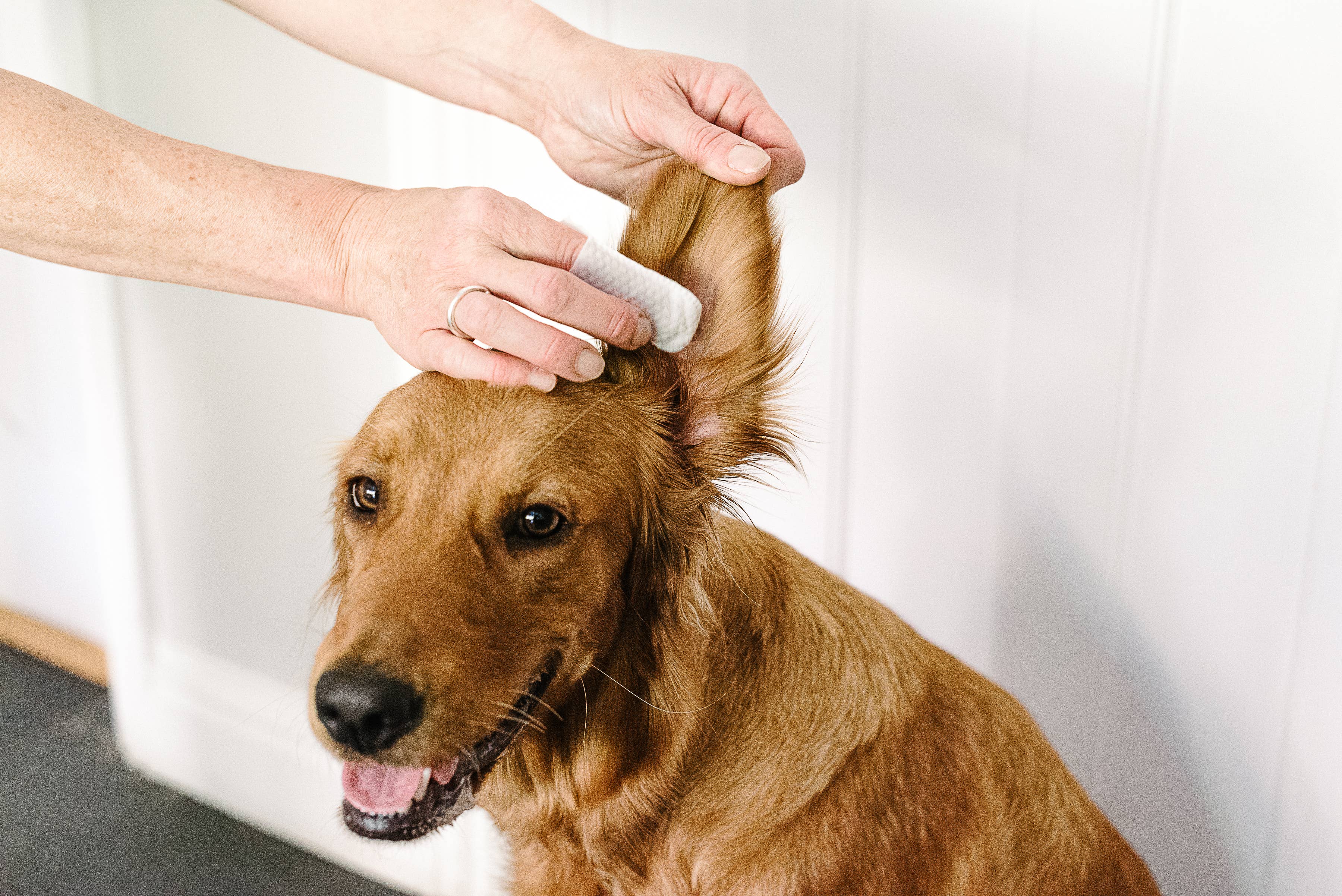 Pet Wiz - Wholesale Pet Grooming Aid - Dog - Ear Wipes for Dogs & Cats. Clean, Soothe & Deodorise with Na3