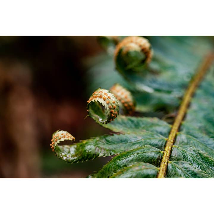 Photography Print "Fern Spores" • PNW, Ferns, Forest, Plants for wholesale by Andrea Morris Art