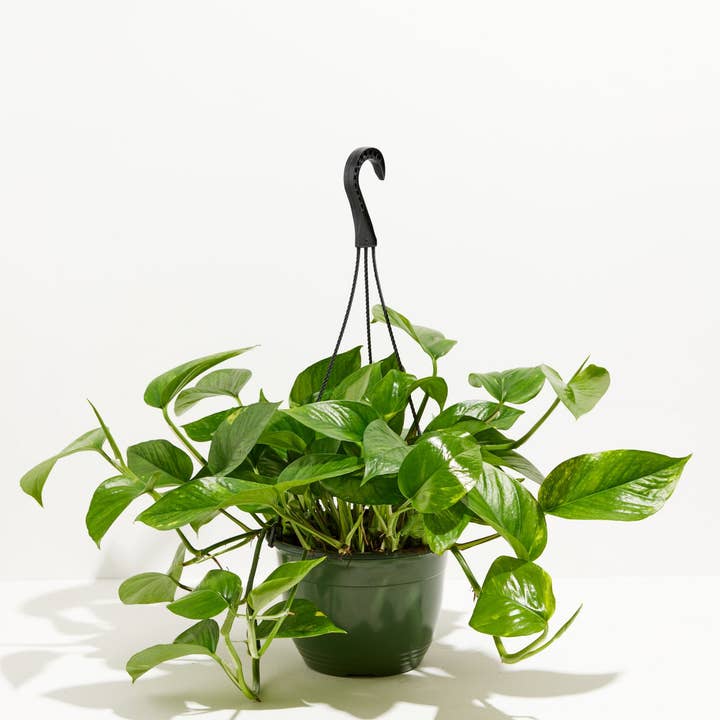 Lively Root - Wholesale Live Plant - Golden Pothos Plant8