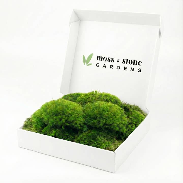 1 Sq Ft Live Mood Moss/Rock Cap Moss (Dicranum scoparium) for wholesale by Moss & Stone Gardens