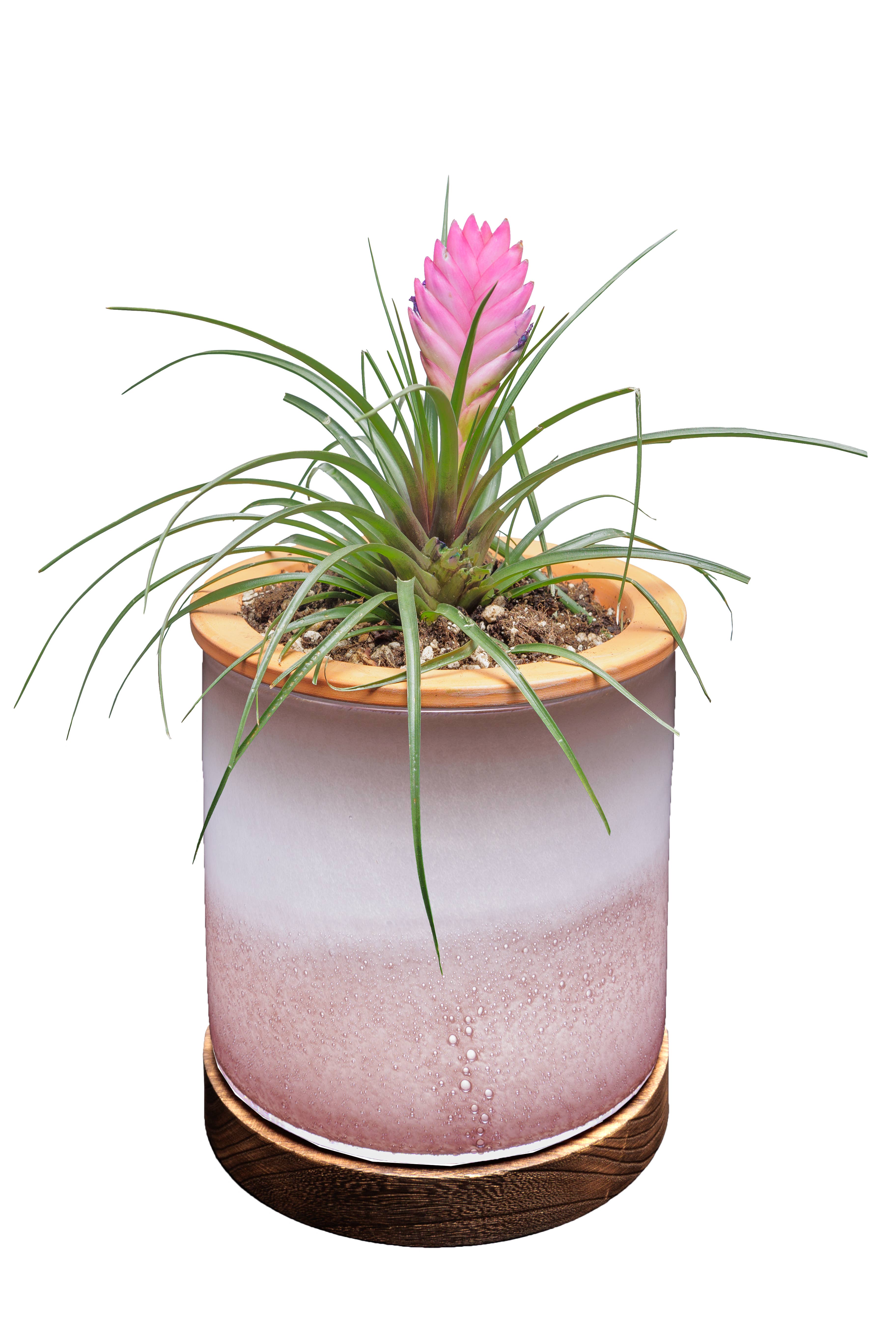 ApricotMint - Wholesale Plant Pot - 8" Art Glass LED Self Watering Planter (USB Plug-in)13