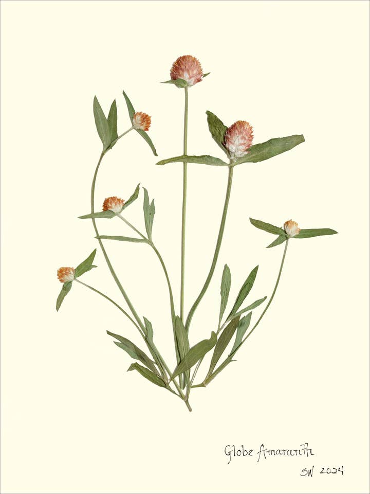 Pressage de Fleurs de Gomphrena - Impression d'Art Botanique pour la vente par Homegrown Art Co