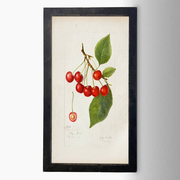 Cerises millésimées pour la vente par ginger blue