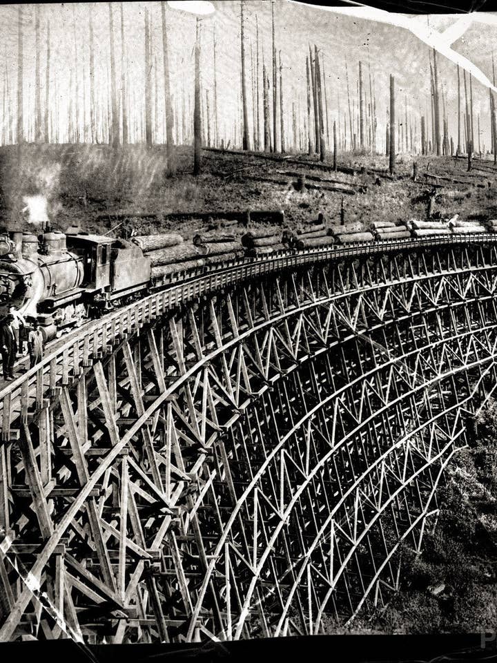 Forest or the Trees? for wholesale by Print Collection