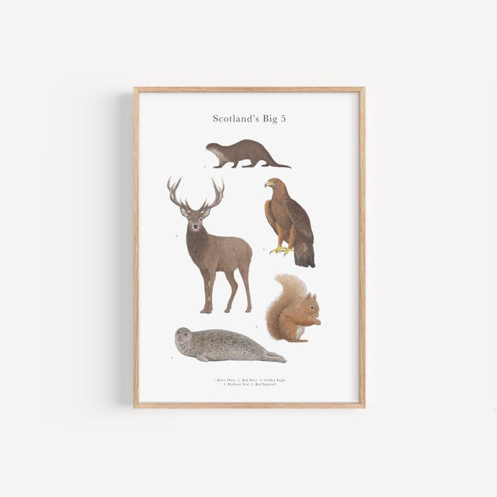 Scotland's Big 5 Educational Print for wholesale by Lauren Fitton Illustration