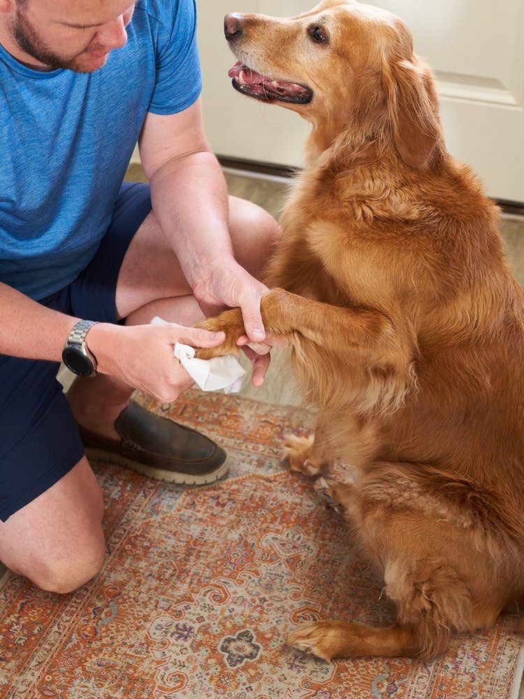 Pet Parents® - Vente Produit de toilettage – chien - Lingettes pour chiens contre les allergies Pet WiPees™, 100 ct6